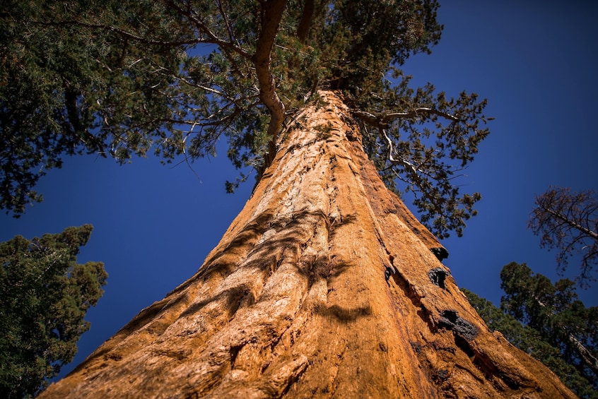 Yosemite & Giant Sequoia Day Tour