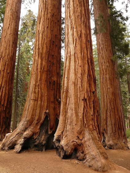 Yosemite & Giant Sequoia Day Tour