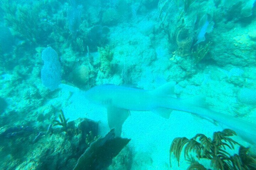 Coral Reef Snorkel Adventure