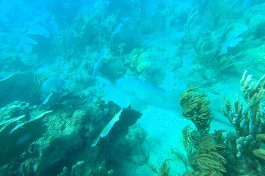 Coral Reef Snorkel Adventure