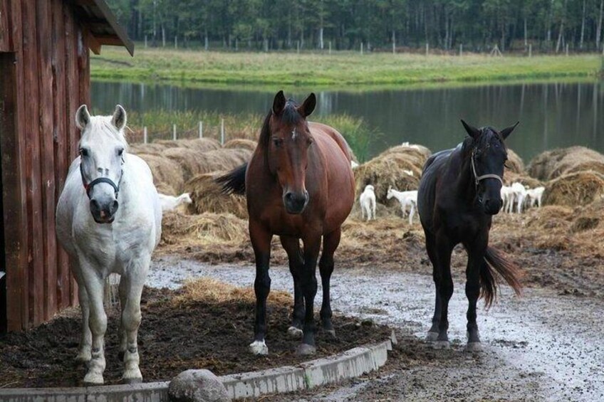 Private day tour from Vilnius to goat Cheese farm and Kernave historical capital