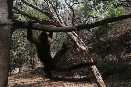 Visite des singes avec cuisine locale