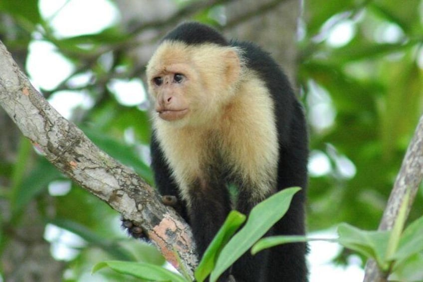 Monkey Tour With Local Cuisine