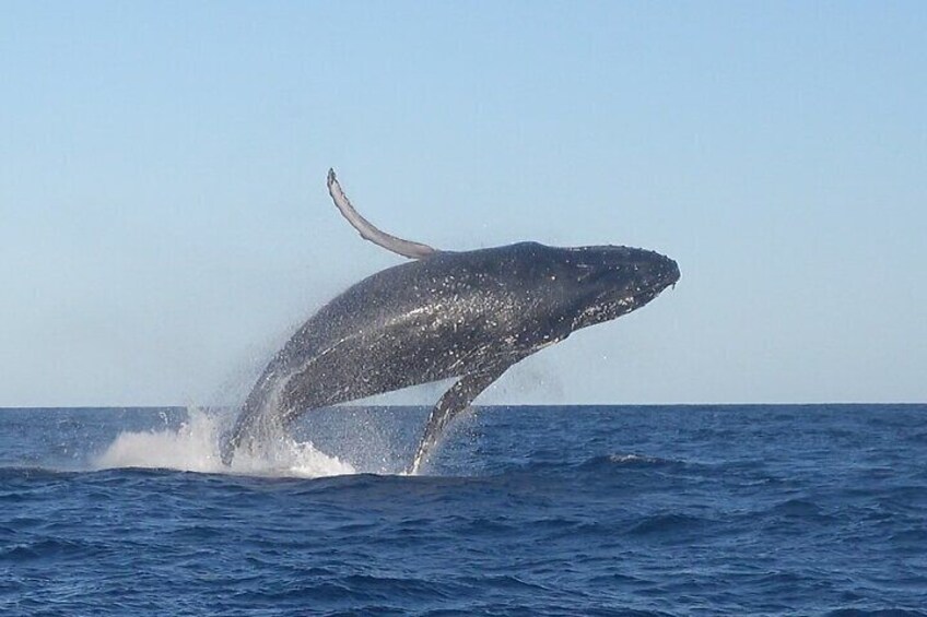 2-Hour Guided Whale Watching Tour at Noosa