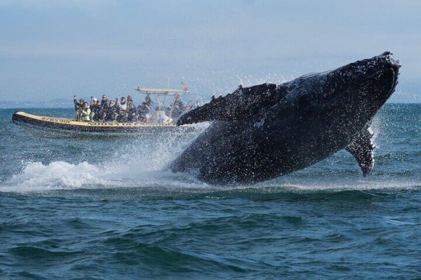 2-Hour Guided Whale Watching Tour at Noosa