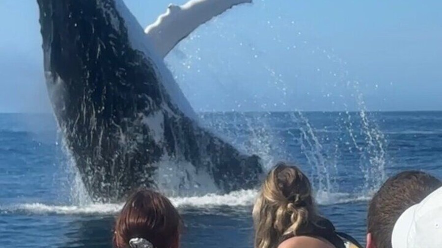 2-Hour Guided Whale Watching Tour at Noosa