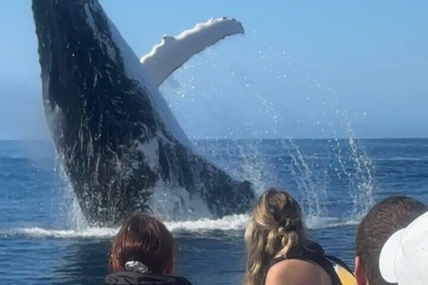 2-Hour Guided Whale Watching Tour at Noosa