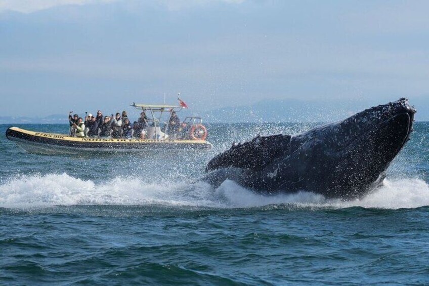 2-Hour Guided Whale Watching Tour at Noosa