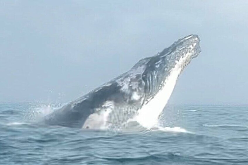 2-Hour Guided Whale Watching Tour at Noosa