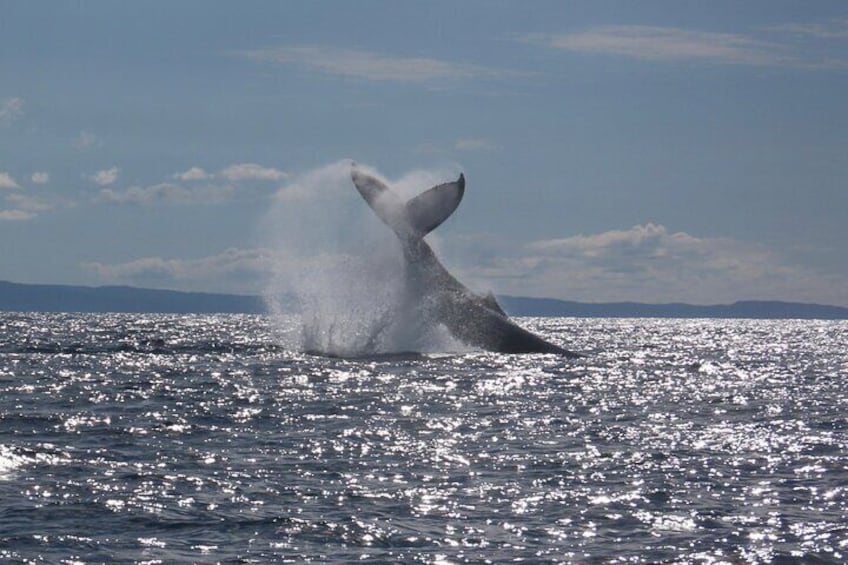 2-Hour Guided Whale Watching Tour at Noosa