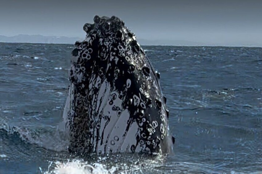 2-Hour Guided Whale Watching Tour at Noosa