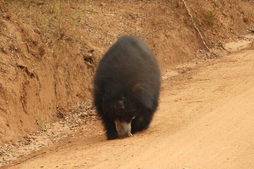 Wilpattu National Park Safari with Naturalist-Guide