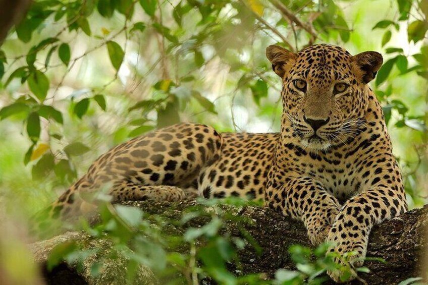 Wilpattu_national_park-safari