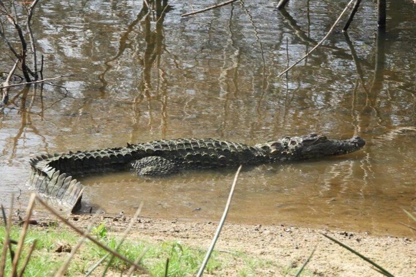 Wilpattu National Park Safari with Naturalist-Guide