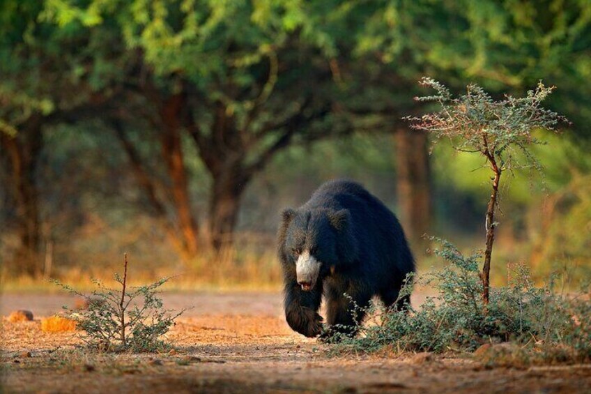 Wilpattu_national_park-safari