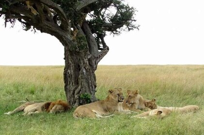 6 Days Kenya Classic Safari