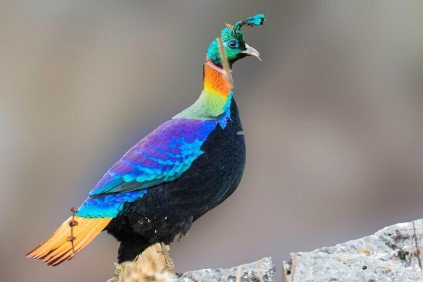 Munsiari Birding tour