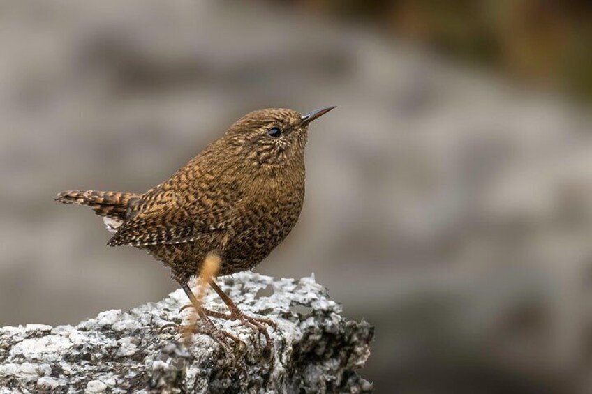 Munsiari Birding tour