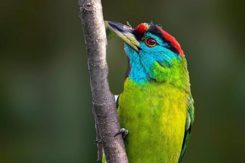 Munsiari Birding tour