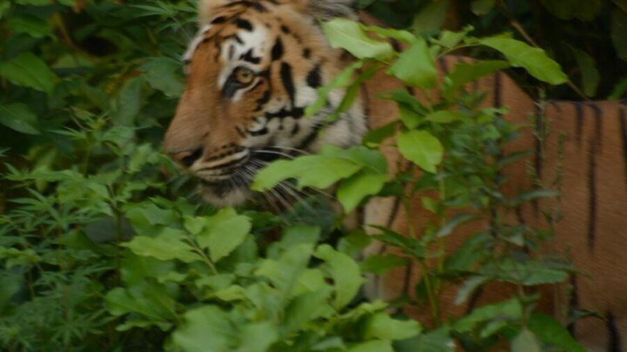 Tiger Sighting in Dhikala Zone