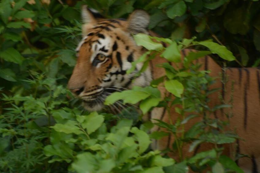 Tiger Sighting in Dhikala Zone