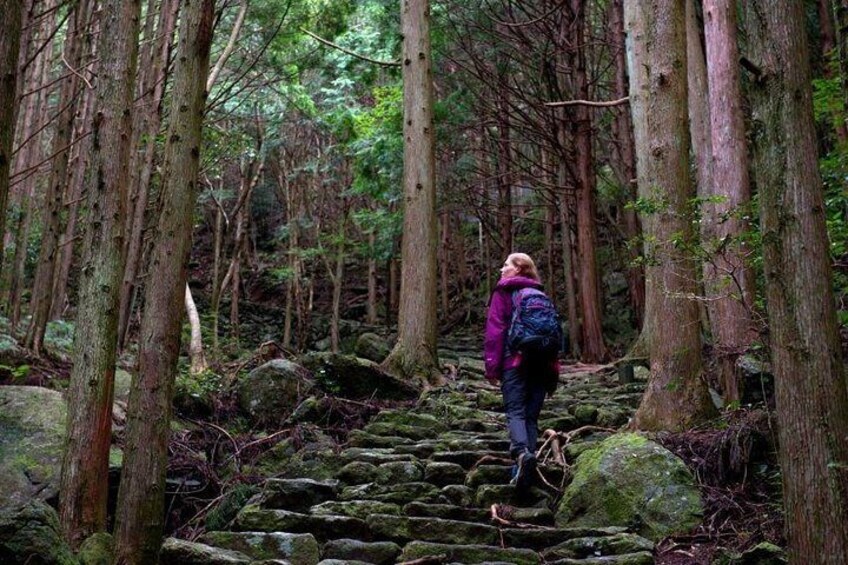 Kumano Kodo Full-Day Private Trip with Government Licensed Guide