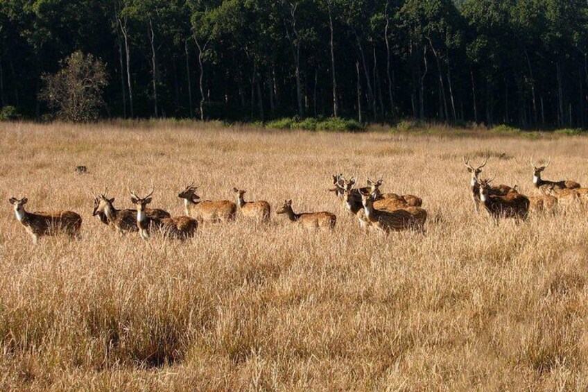 A Heard of Willd animals - Deer