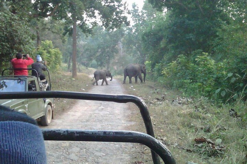 Wild Elephant While Doing Jungle Jeep Safari 
