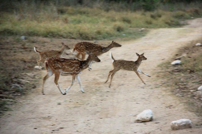 Deer Crossing the road 