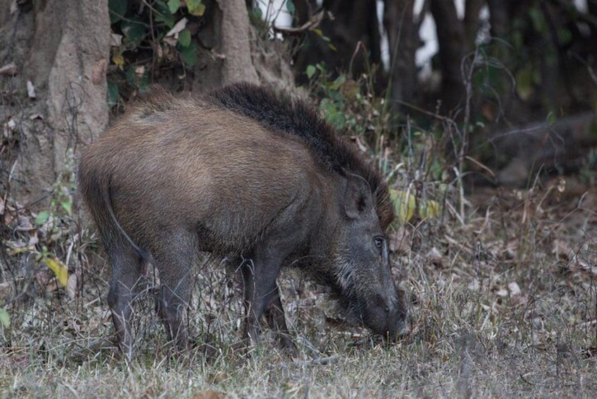 Wild Boar spotted 
