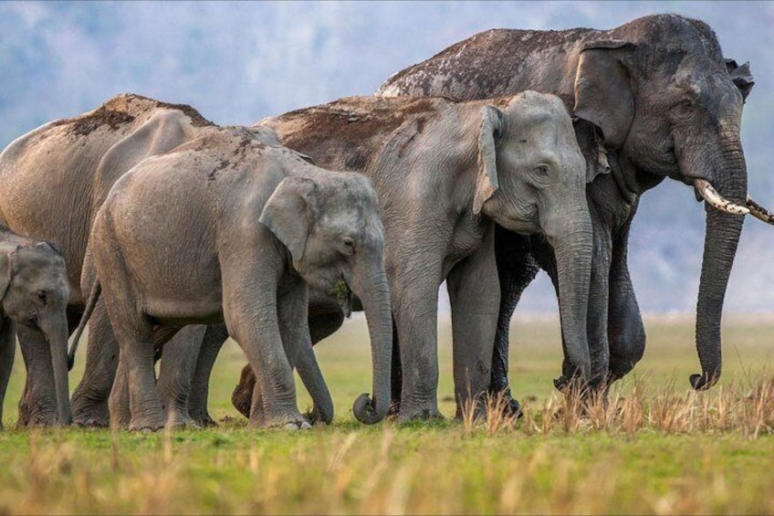 A hear of wild elephant 
