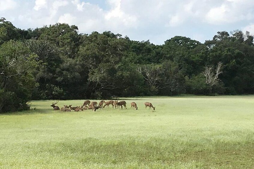 Safari at Wilpattu National Park from Negombo (All inclusive day tour)