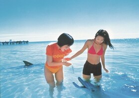 Monkey Mia Dolphin Experience
