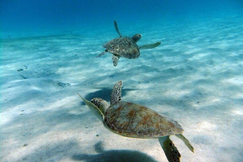 Turtles Swimming Away