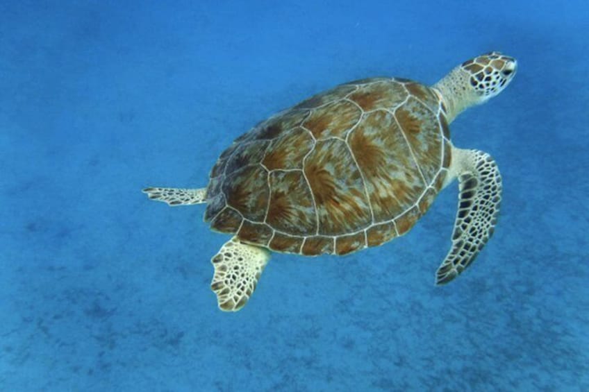 Green Sea Turtle
