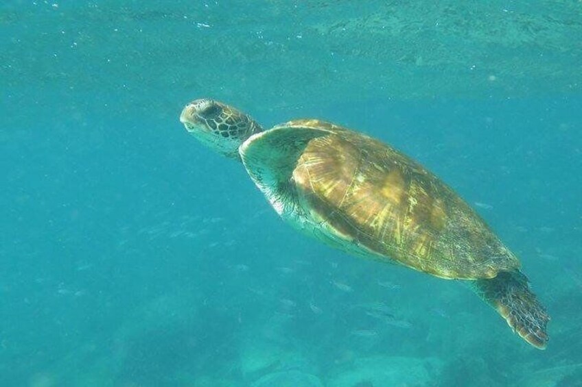 Full Day Santa Fe and Playa escondida with Snorkeling and lunch Included