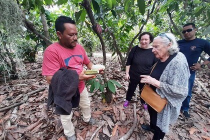 Taller de chocolate de medio día - Cacao Farm