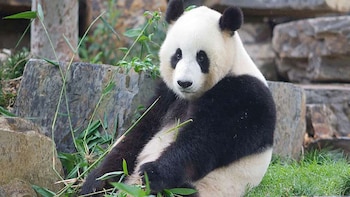 Adelaide Zoo Admission