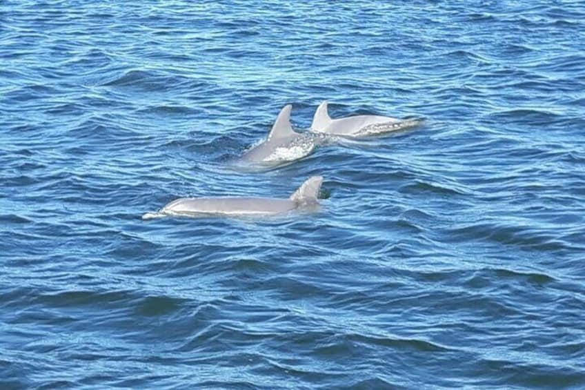 2-Hour Dolphin and Nature Eco Tour from Orange Beach