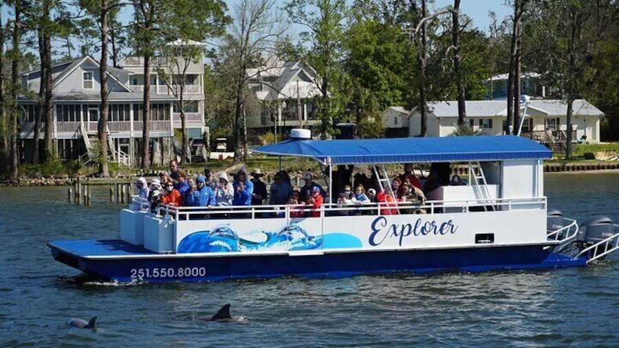 2-Hour Dolphin and Nature Eco Tour from Orange Beach