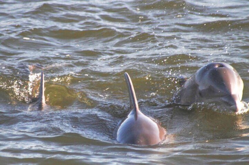 Surfacing Dolphins