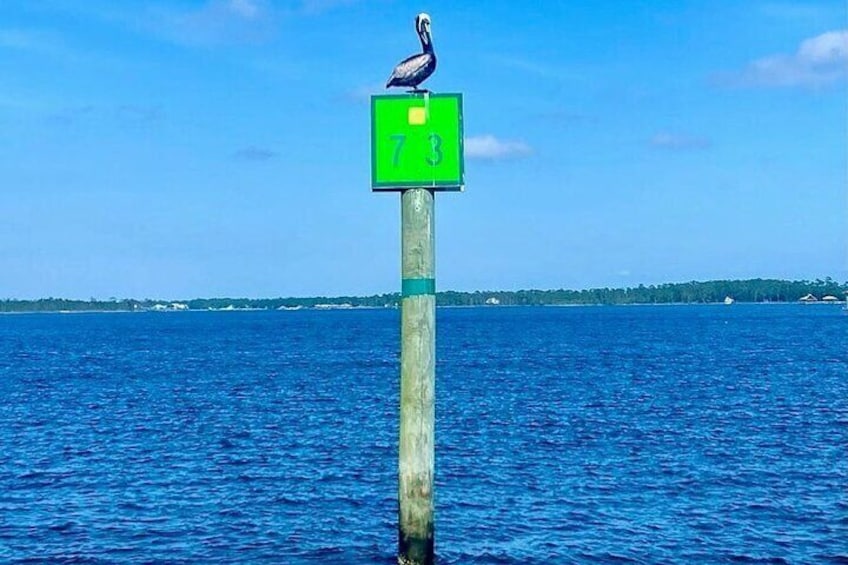 Pelican at Mile Marker