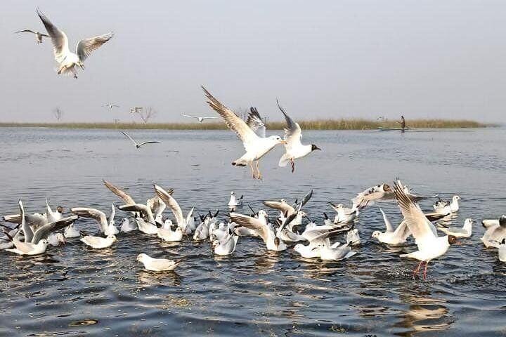 156 Nalsarovar Bird Sanctuary Images, Stock Photos, 3D objects, & Vectors |  Shutterstock