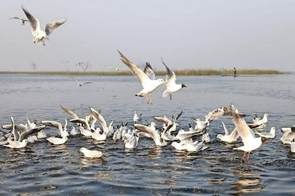 Nal Sarovar Bird Sanctuary & Lothal Day Tour from Ahmedabad