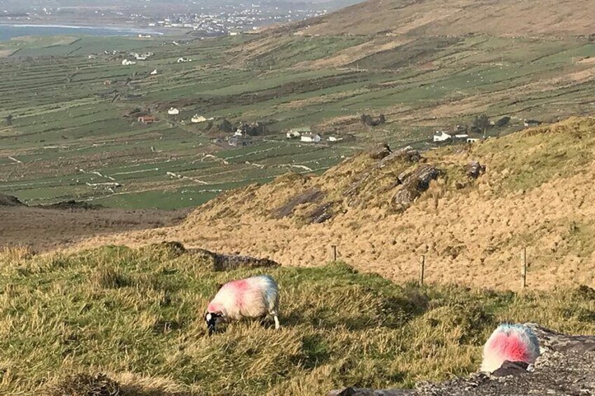 Sheep at Coomakista 