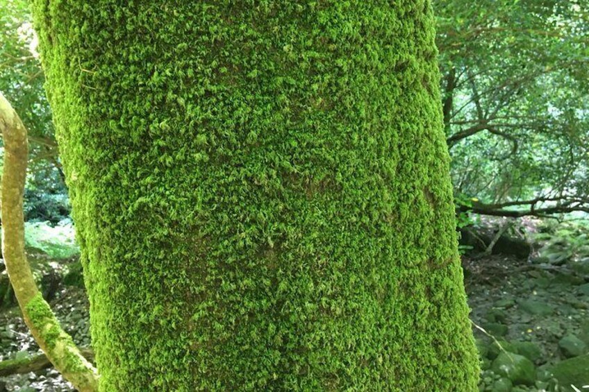 Mossy woods Killarney 