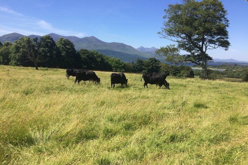 Kerry cows