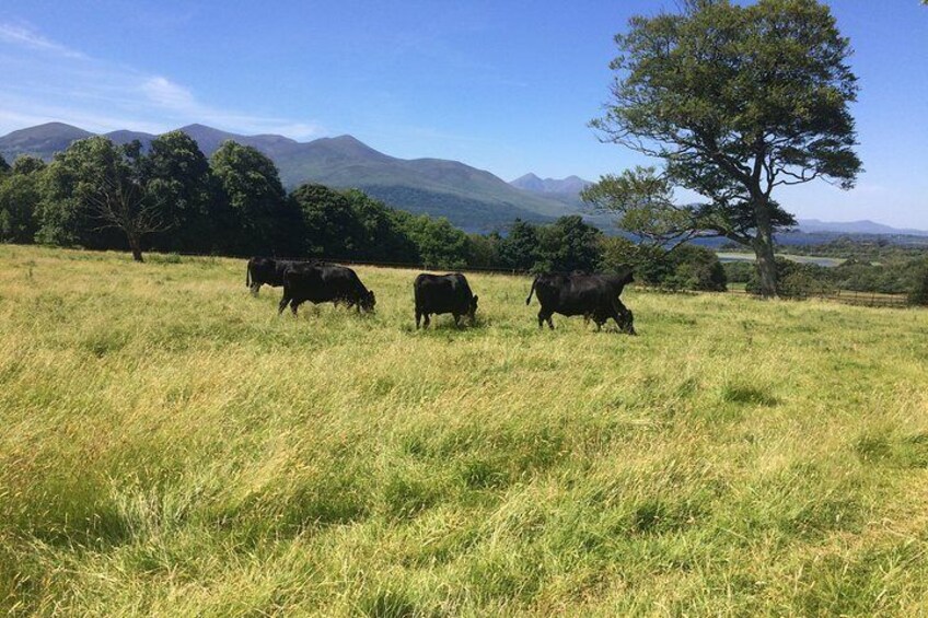 Kerry cows