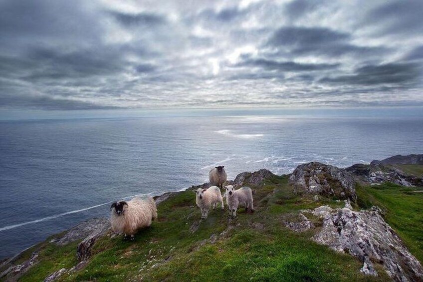 Kerry sheep