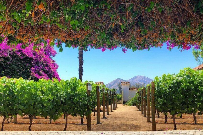 Santa Rita Vineyard